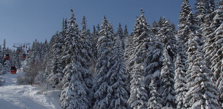 Линия кресельных подъемников над заснеженным зимним лесом
